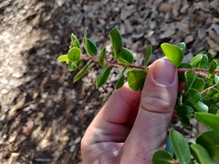 Arctostaphylos sensitiva