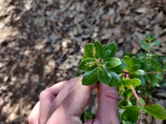 Arctostaphylos sensitiva