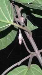 Arachnura melanura