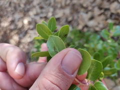 Arctostaphylos sensitiva