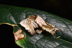 Prismosticta fenestrata