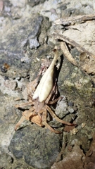 Arachnura melanura