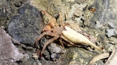 Arachnura melanura
