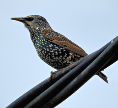 Sturnus vulgaris