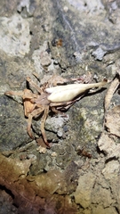 Arachnura melanura