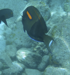 Acanthurus olivaceus