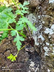 Arracacia
