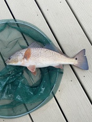 Sciaenops ocellatus