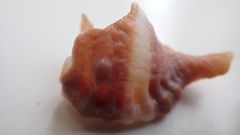 Cymatiidae