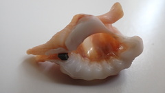 Cymatiidae
