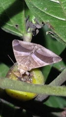 Bastilla fulvotaenia