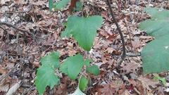 Arnoglossum atriplicifolium
