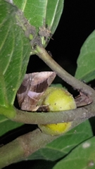 Bastilla fulvotaenia