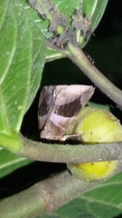 Bastilla fulvotaenia