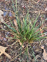 Carex pedunculata