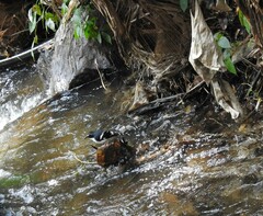 Enicurus schistaceus