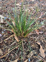 Carex pedunculata