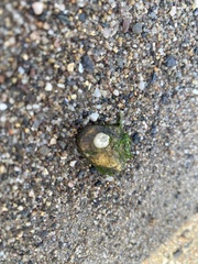 Amphibalanus improvisus