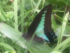 Graphium sarpedon luctatius