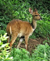 Tragelaphus sylvaticus sylvaticus