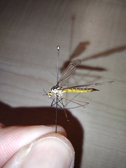 Nephrotoma submaculosa