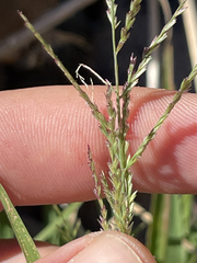 Leptochloa