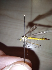 Nephrotoma submaculosa