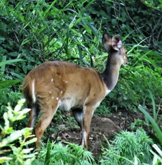 Tragelaphus sylvaticus sylvaticus