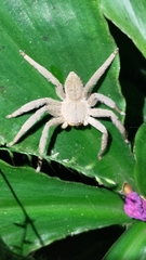 Heteropoda pingtungensis
