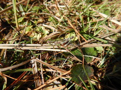 Booneacris glacialis