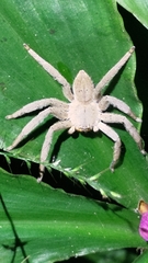 Heteropoda pingtungensis
