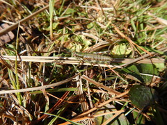 Booneacris glacialis