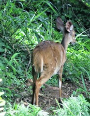 Tragelaphus sylvaticus sylvaticus