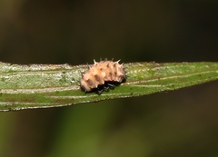 Cheilomenes sexmaculata