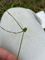 Cyperus brevifolius