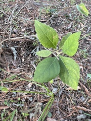 Callicarpa