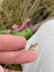 Carex longii