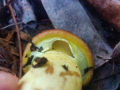 Suillus ponderosus