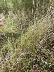Carex longii