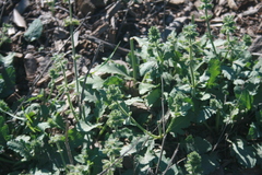 Salvia verbenaca