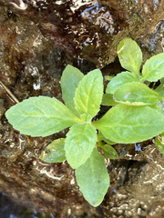 Erythranthe brevinasuta