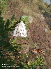 Neuromelia selectata