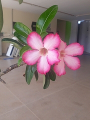 Adenium
