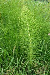 Equisetum telmateia telmateia