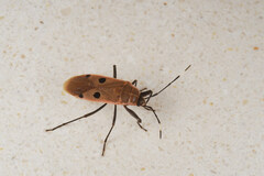 Physopelta quadriguttata