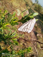 Neuromelia selectata