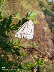 Neuromelia selectata