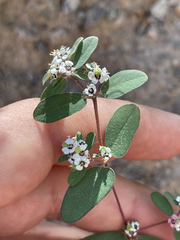 Euphorbia pediculifera