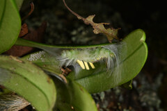 Dasychira suisharyonis