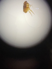 Siphonaptera